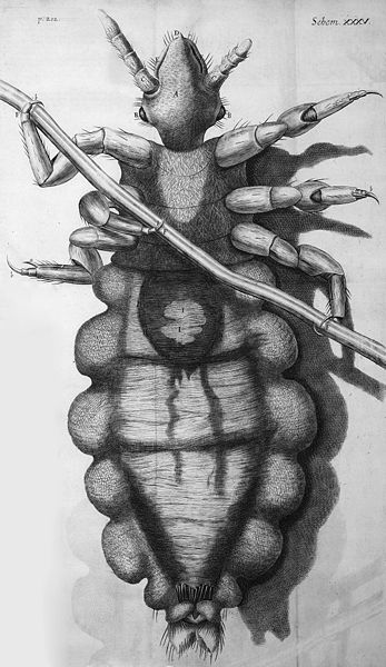 Louse Diagram Robert Hooke 1667