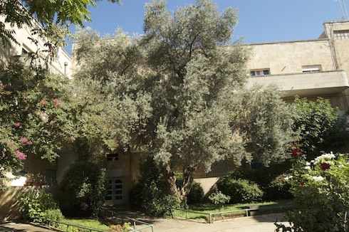 Olive Tree Jerusalem Cultural Exchange Photo via Birkat Chaverim
