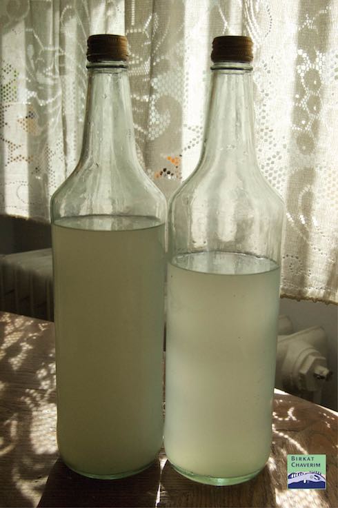 Photo of Homemade gingerale made to use up yeast pre Passover via Birkat Chaverim