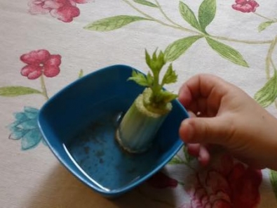 Growing celery from cuttings