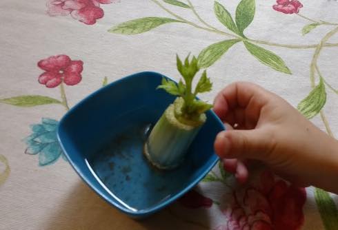 Growing celery from cuttings