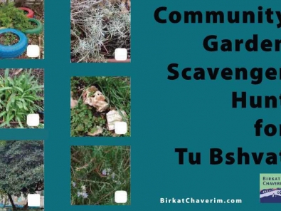 Featured image Community garden scavenger hunt for tu bshvat